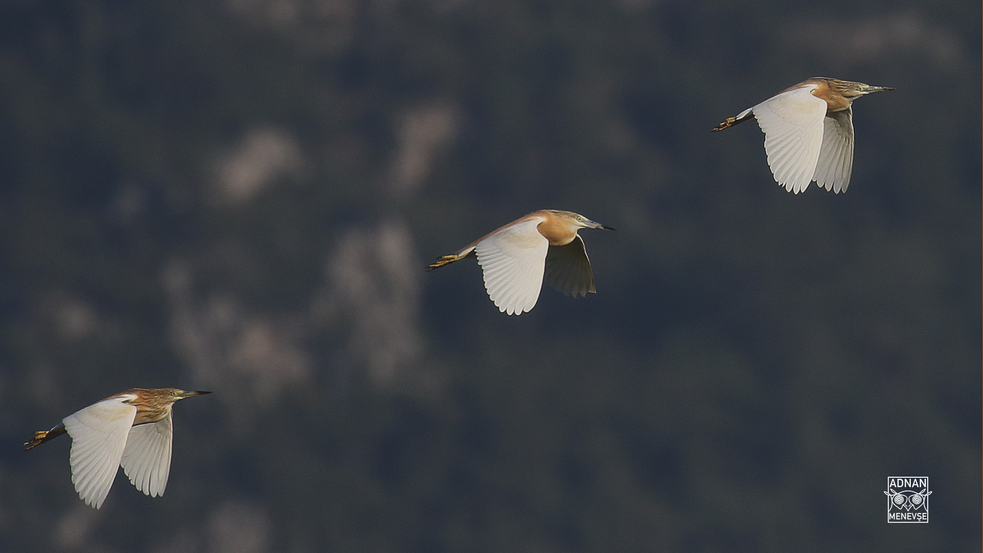Squacco Heron